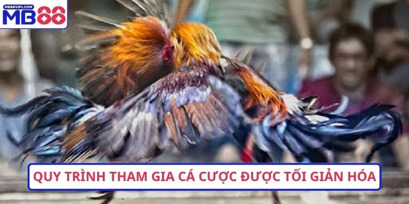 Quy trình tham gia cá cược được tối giản hóa