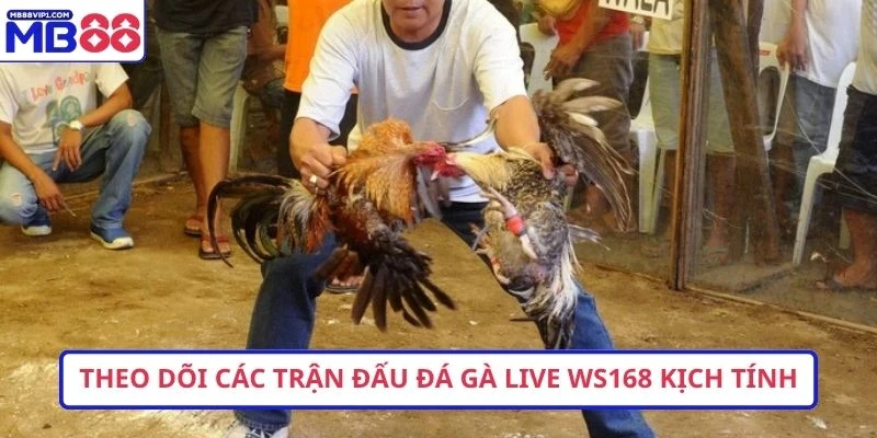 Theo dõi các trận đấu đá gà live ws168 kịch tính
