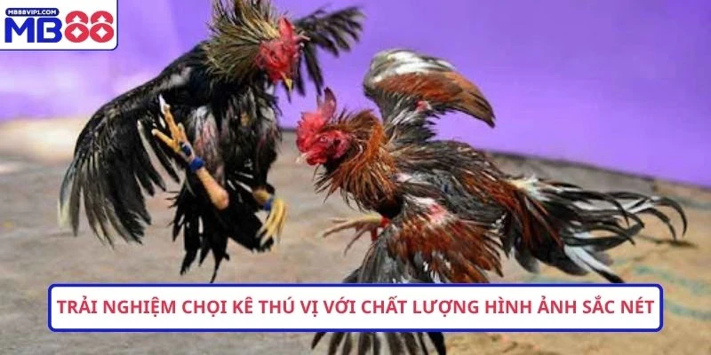 Trải nghiệm chọi kê thú vị với chất lượng hình ảnh sắc nét